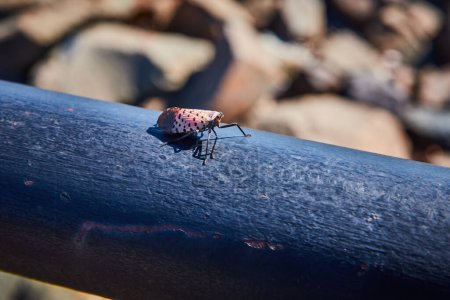 Foto de Imagen de Tiny insecto peligroso sentado en la barandilla negra oscura por las rocas - Imagen libre de derechos