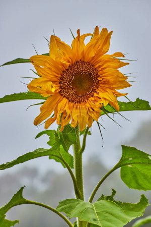 Photo for Image of Vertical detail of sunflower plant against foggy background - Royalty Free Image