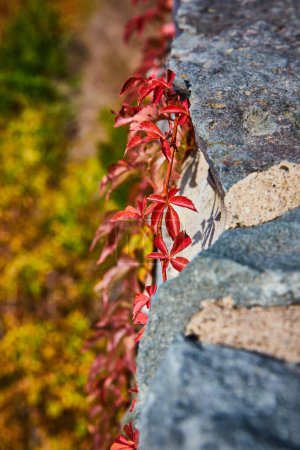 Foto de Imagen de Detalle de las vides de hojas rojas que se aferran a la pared de piedra con un cepillo suave y colorido detrás - Imagen libre de derechos