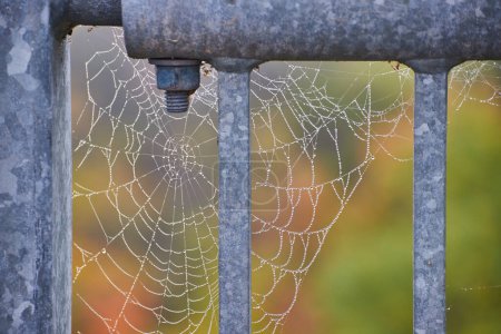 Foto de Imagen de Detalle de tela de araña con gotas de rocío en barandilla de acero - Imagen libre de derechos