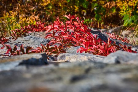 Foto de Imagen de Mirar hacia abajo la pared de piedra con vides de hojas rojas en otoño creciendo - Imagen libre de derechos