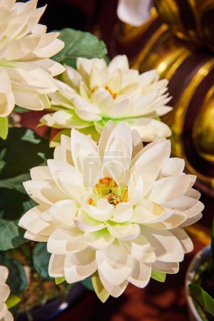 Téléchargez les photos : Image de détail de fleurs de lotus blanc autour d'objets dorés - en image libre de droit