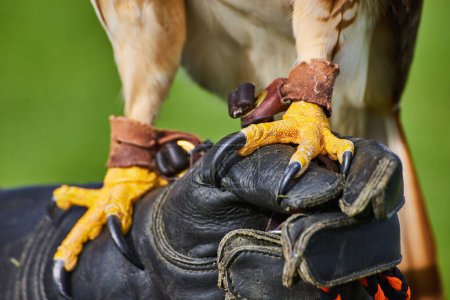 Photo for Image of Intense and sharp claws on Broad-winged Hawk resting on leather glove - Royalty Free Image