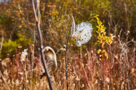 Téléchargez les photos : Image des champs d'automne avec des taches d'ouverture de gousse de coton d'asclépiade en évidence - en image libre de droit
