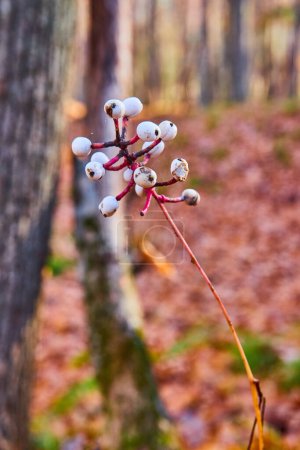 Photo for Image of Small white berries on plant in late fall with trees and forest foliage colors soft in background - Royalty Free Image