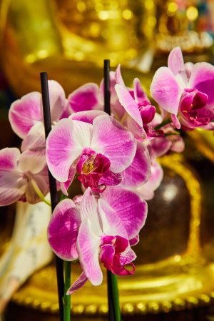 Téléchargez les photos : Image de détail de grandes orchidées roses dans le sanctuaire doré - en image libre de droit