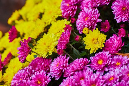 Téléchargez les photos : Image de détail de plantes à fleurs roses et jaunes dans le jardin - en image libre de droit
