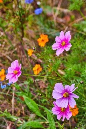 Téléchargez les photos : Image de détail du groupe de fleurs sauvages avec un accent sur les fleurs roses et jaunes - en image libre de droit