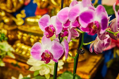 Téléchargez les photos : Image de Sanctuaire doré avec de belles orchidées roses - en image libre de droit