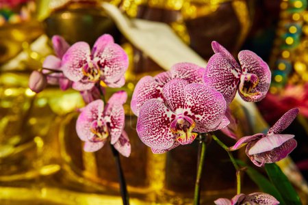 Téléchargez les photos : Image d'orchidées roses colorées à l'intérieur du sanctuaire doré - en image libre de droit