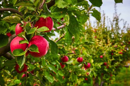 Image of Long row of apple orchard trees with focus on group of fresh red apples on branch
