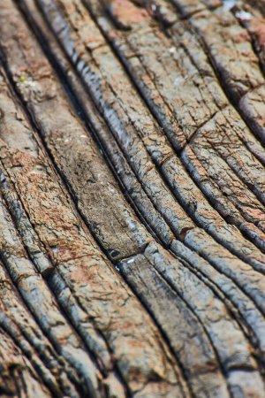 Foto de Imagen de Detalle textura de la costa rocosa en capas en Maine como madera petrificada - Imagen libre de derechos