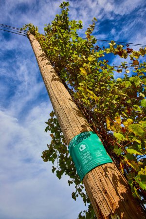 Téléchargez les photos : Image d'un poteau téléphonique avec des vignes vertes qui poussent jusqu'au sommet et un panneau indiquant les terres turquoises du parc national - en image libre de droit