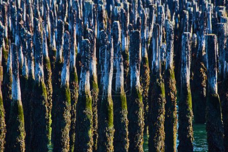 Photo for Image of Detailed collection of dozens of old wood pilings covered in moss - Royalty Free Image