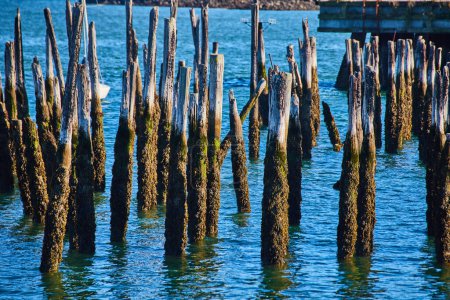 Photo for Image of Collection of pilings in water with mossy bases - Royalty Free Image