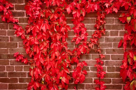 Foto de Imagen de Detalle de pared de ladrillo recta con vides rojas creciendo sobre - Imagen libre de derechos
