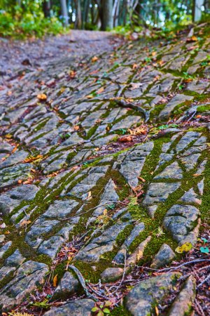 Photo for Image of Detail of rocky surface, diagonal cuts filled with thick moss at low level - Royalty Free Image