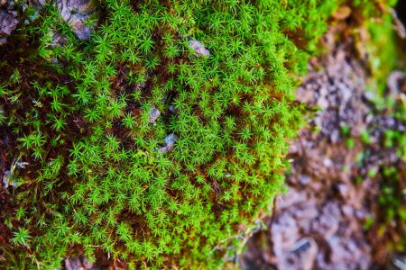 Photo for Image of Detail of stone wall with tiny green plant growing over - Royalty Free Image