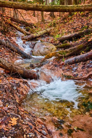 Téléchargez les photos : Image de troncs tombés autour du ruisseau de la rivière de la forêt d'automne à travers l'argile avec des eaux claires dans le Michigan - en image libre de droit
