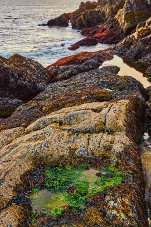 Téléchargez les photos : Image des côtes rocheuses du Maine sur l'océan à marée basse avec de petites algues vertes remplies piscines à marée - en image libre de droit