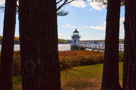 Photo for Image of View through dark tree trunks of small white Maine lighthouse with fields of red plants - Royalty Free Image