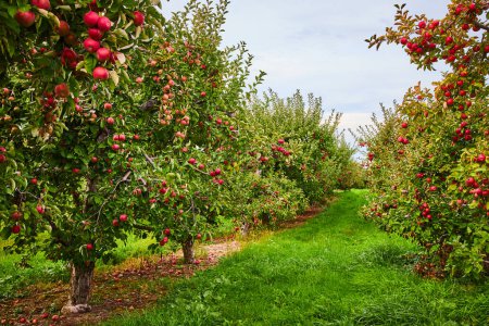 Foto de Imagen de Mirar filas de manzanos en huerta - Imagen libre de derechos