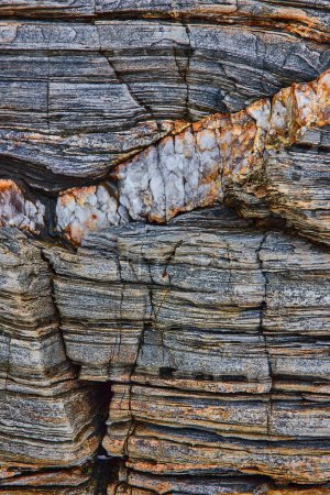 Foto de Imagen de la roca de la costa de Maine como madera petrificada con minerales de vena de cuarzo pasando por - Imagen libre de derechos