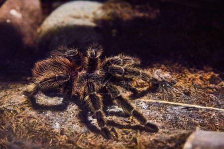 Photo for Image of Brazilian red birdeating tarantula resting on mossy ground - Royalty Free Image