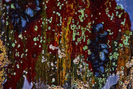 Téléchargez les photos : Image de Vue détaillée sur la petite marée du Maine avec des algues rouges et de petites moules - en image libre de droit