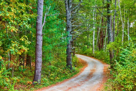 Photo for Image of Dirt road curves through a beautiful green and lush forest scene - Royalty Free Image