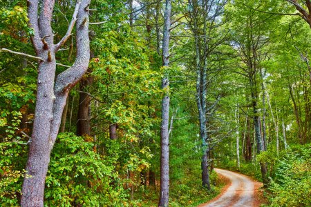 Photo for Image of Dirt road near fall surrounded by stunning vibrant green forest - Royalty Free Image