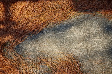 Image de texture de ciment ancien avec des aiguilles de pin bronzé