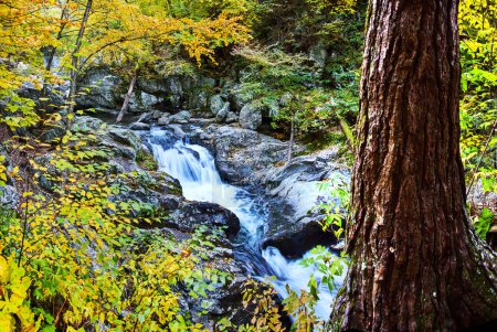 Téléchargez les photos : Image de cascades en cascade à travers la forêt avec tronc d'arbre et feuillage jaune - en image libre de droit