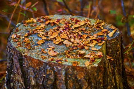 Photo for Image of Tree stump with fallen orange and brown leaves during fall with forest floor behind - Royalty Free Image