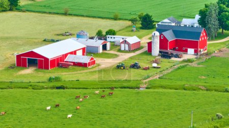Image of Aerial farmland with cows grazing in green pastures and red barn and red stable