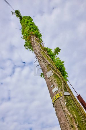 Téléchargez les photos : Image du poteau téléphonique vertical avec lierre mort et plante verte rampante grimpant vers le haut - en image libre de droit
