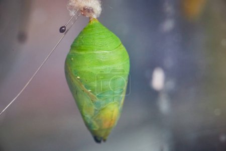 Photo for Image of Butterfly Chrysalis green on wire detail in Botanical Conservatory - Royalty Free Image