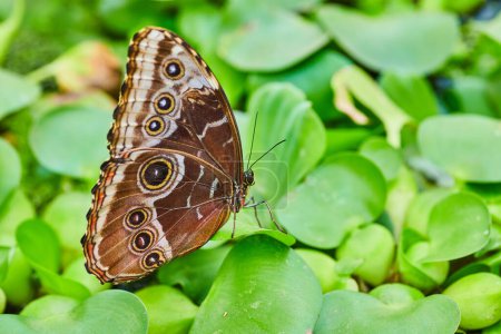 Photo for Image of Blue Morpho butterfly with closed brown wings resting on green background of water lettuce - Royalty Free Image