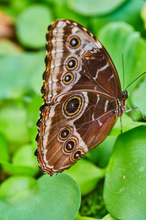 Photo for Image of Vertical close up of closed brown wings on Blue Morpho butterfly as it rests on water lettuce - Royalty Free Image