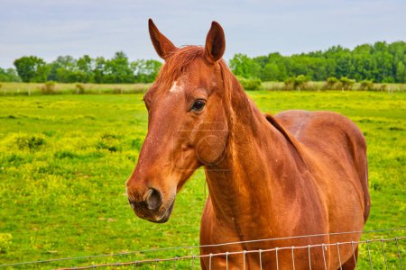 Photo for Image of Pretty chestnut horse standing in front of wire fence with green field and trees in background - Royalty Free Image