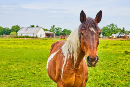 Photo for Image of Close up of friendly brown and white paint horse with brown and blond mane - Royalty Free Image