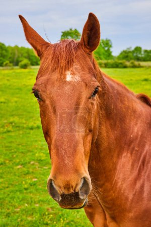 Photo for Image of Vertical of chestnut horse with tilted ears close up - Royalty Free Image