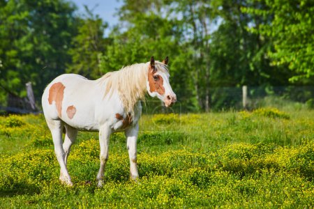 Photo for Image of Curious white and brown paint horse with blond mane standing in sunny yellow field - Royalty Free Image