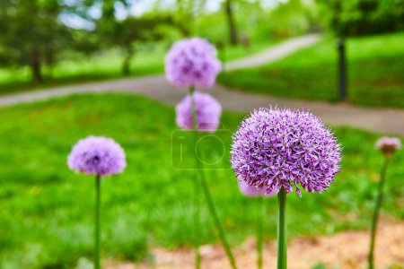 Photo for Image of Stunning Giant Allium purple flowers in bloom atop tall green stalks with blurred park background - Royalty Free Image