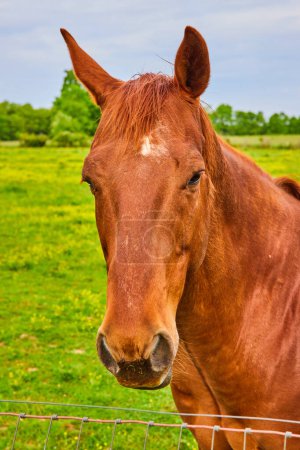 Photo for Image of Rusty chestnut horse with head next to fence and green field and trees background with blue sky - Royalty Free Image