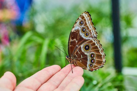 Photo for Image of White hand with brown Blue Morpho butterfly resting on fingertips - Royalty Free Image