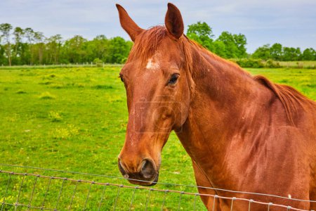 Photo for Image of Curious chestnut horse with head close to fence standing in field close up - Royalty Free Image