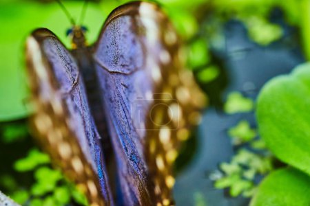 Photo for Image of Macro Blue Morpho butterfly with open sapphire purple wings opening over water and green plants - Royalty Free Image