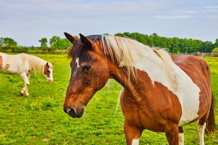 Photo for Image of Side view of two brown and white paint horses with one that has multicolored mane - Royalty Free Image