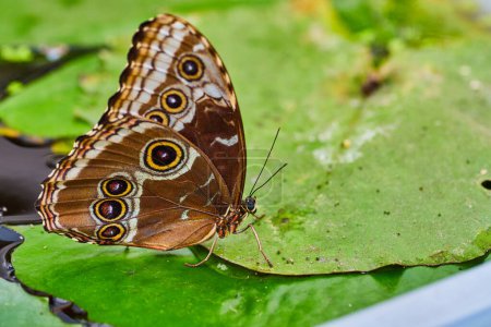 Photo for Image of Blue Morpho butterfly resting on water lettuce leaf on water with wings closed - Royalty Free Image
